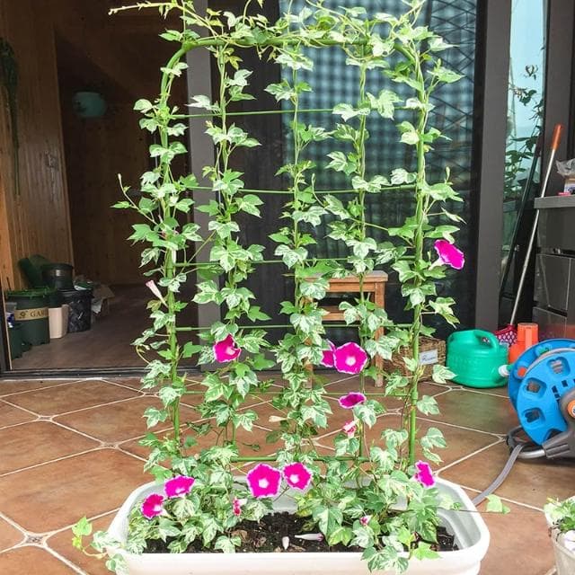 爬藤植物花支架牽牛花網格造型花屏架子陽臺盆栽綠植月季攀援牽引