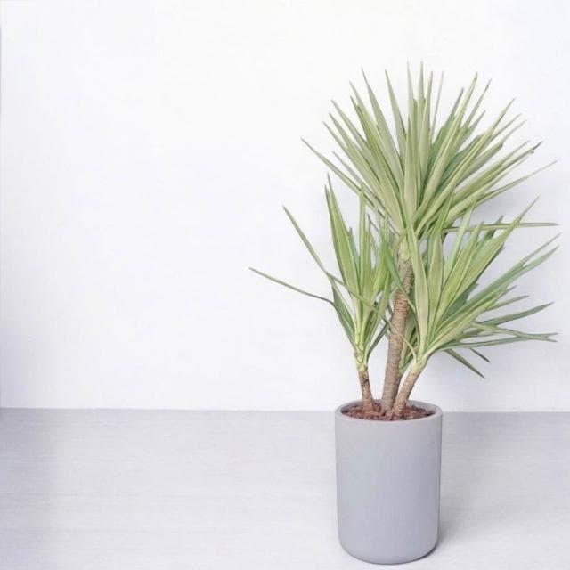 斑葉尤加 尤加樹 斑葉尤加樹水泥盆 大型盆栽 開幕送禮 室內植物 觀葉植物 開幕盆栽 室內盆栽 盆栽植物  園藝 龜背芋