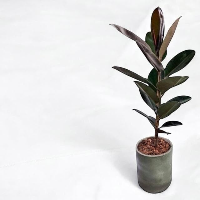 黑金剛橡膠樹 橡皮樹盆栽 八吋水泥盆 開幕送禮 室內植物 觀葉植物 開幕盆栽 室內盆栽 盆栽植物 發財樹盆栽 琴葉榕