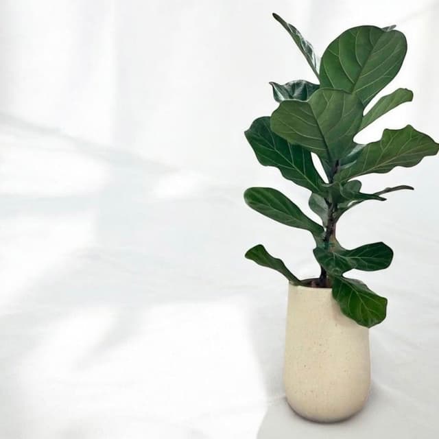 琴葉榕 大葉琴葉榕盆栽八吋長方盆 開幕送禮 室內植物 觀葉植物 開幕盆栽 室內盆栽 盆栽植物  園藝 發財樹盆栽