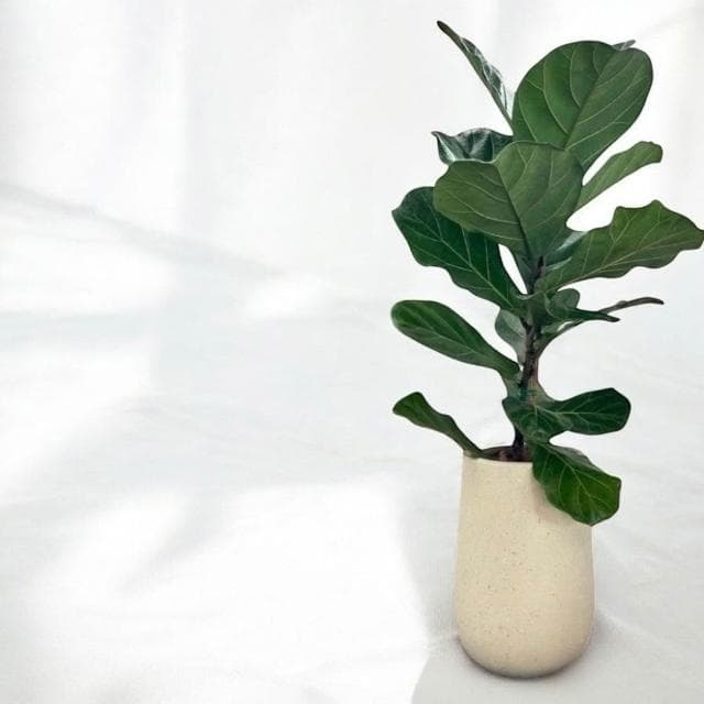 琴葉榕 大葉琴葉榕盆栽八吋長方盆 開幕送禮 室內植物 觀葉植物 開幕盆栽 室內盆栽 盆栽植物  園藝 發財樹盆栽