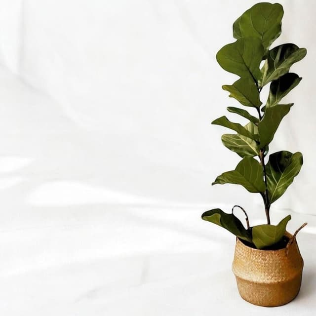 琴葉榕 大葉琴葉榕 八吋白盆 開幕送禮 室內植物 觀葉植物 開幕盆栽 室內盆栽 盆栽植物  園藝 發財樹盆栽 龜背芋盆栽