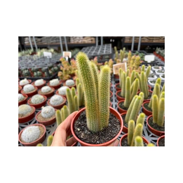三吋盆 貓尾巴 仙人掌 多肉植物 現貨