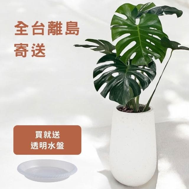 玠森工坊 龜背芋(大型觀葉植物 室內佈置 療癒系開運植栽)