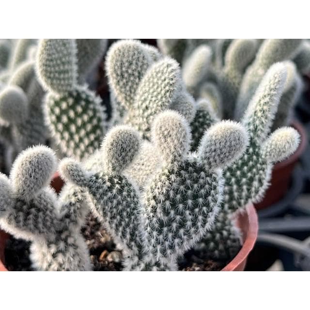 三寸盆 米老鼠 仙人掌植物 現貨