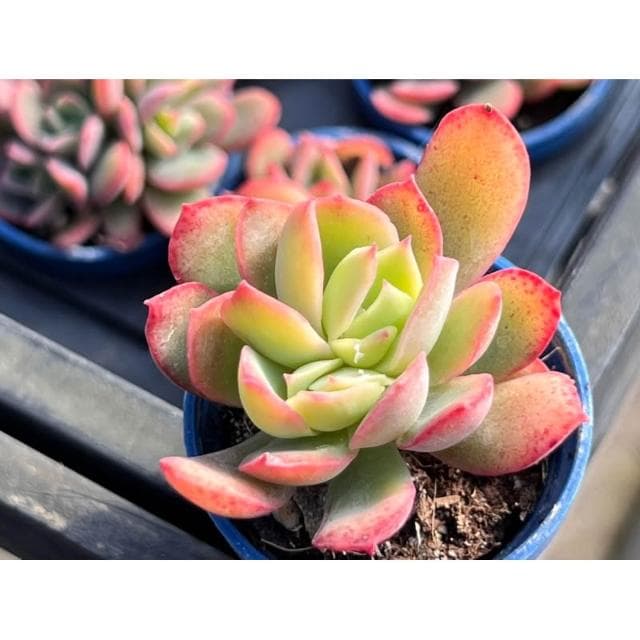 一寸盆 綺蘿 多肉植物 現貨