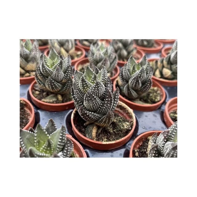 一吋盆 九輪塔 多肉植物 現貨
