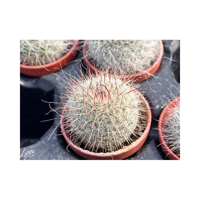 一寸盆 玉翁 多肉植物 現貨