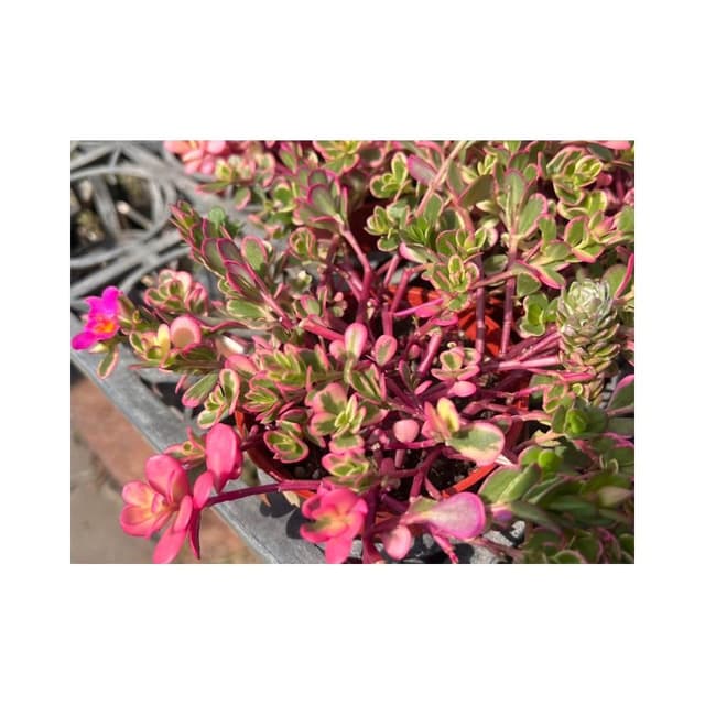 三寸盆 彩虹馬齒牡丹 多肉植物 現貨