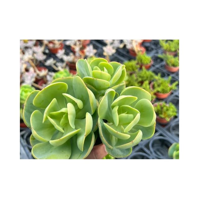 三寸盆 桃之嬌（滿盆）多肉植物 現貨