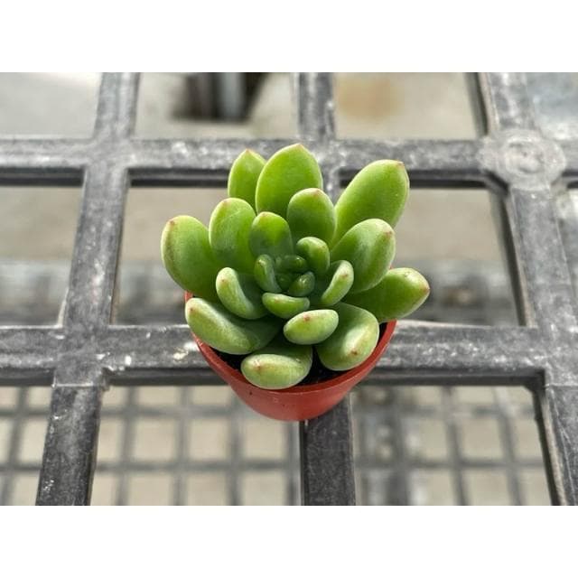 一寸盆 春萌/香格里拉（香味多肉）多肉植物 現貨