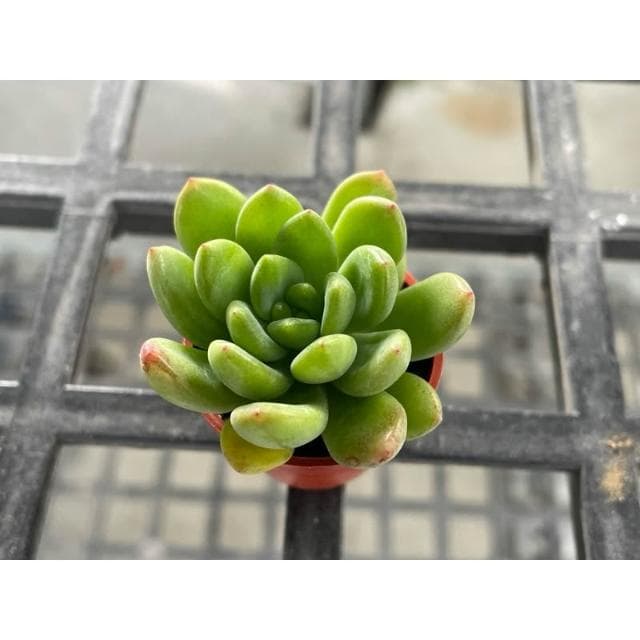 一寸盆 春萌/香格里拉（香味多肉）多肉植物 現貨