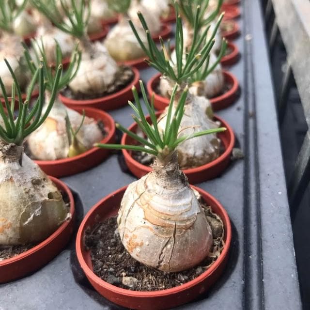 三/一吋盆 哨兵（開花會香) 多肉植物 現貨