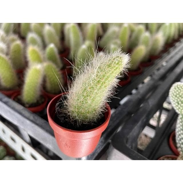 三寸盆 猴尾柱｜脫盆｜ 多肉植物 現貨