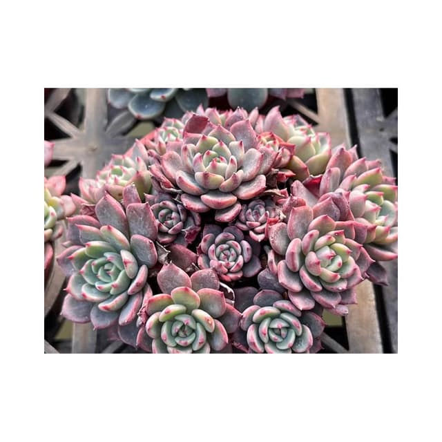 三寸盆 夢法娜娜（多側芽）多肉植物 現貨