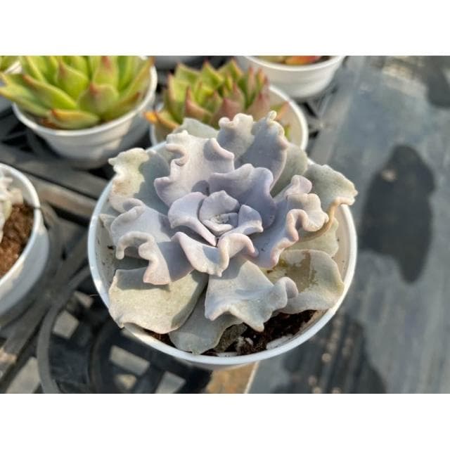 三吋盆 芭蕾舞者 多肉植物 現貨