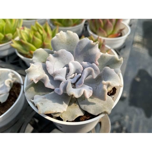 三吋盆 芭蕾舞者 多肉植物 現貨