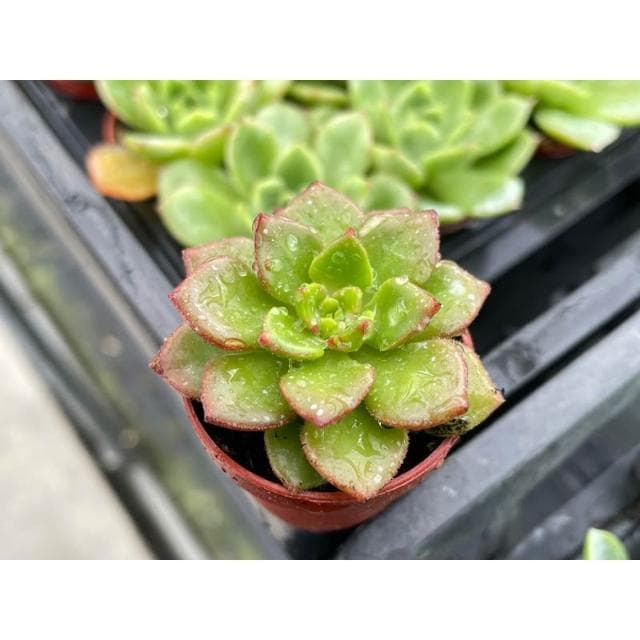一寸盆 綠焰 多肉植物 現貨