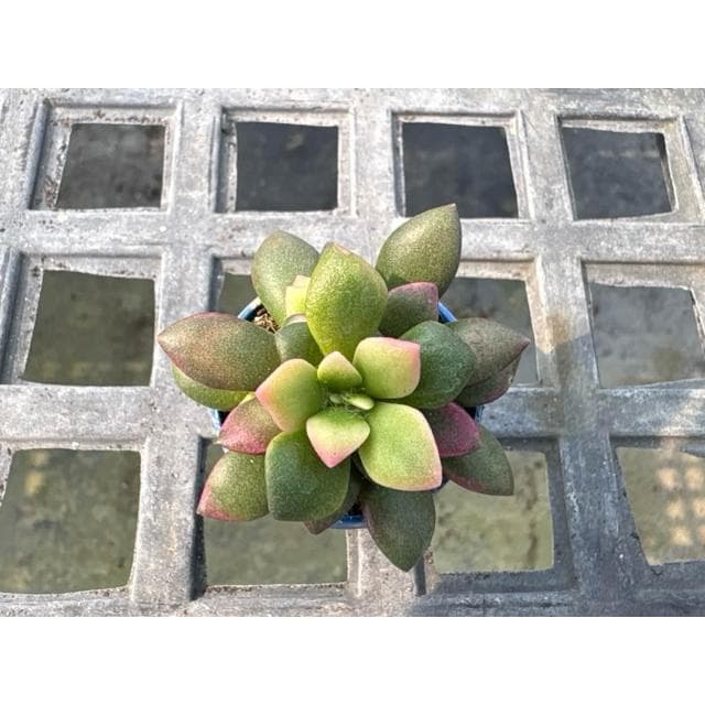 一吋盆 櫻吹雪 多肉植物 現貨