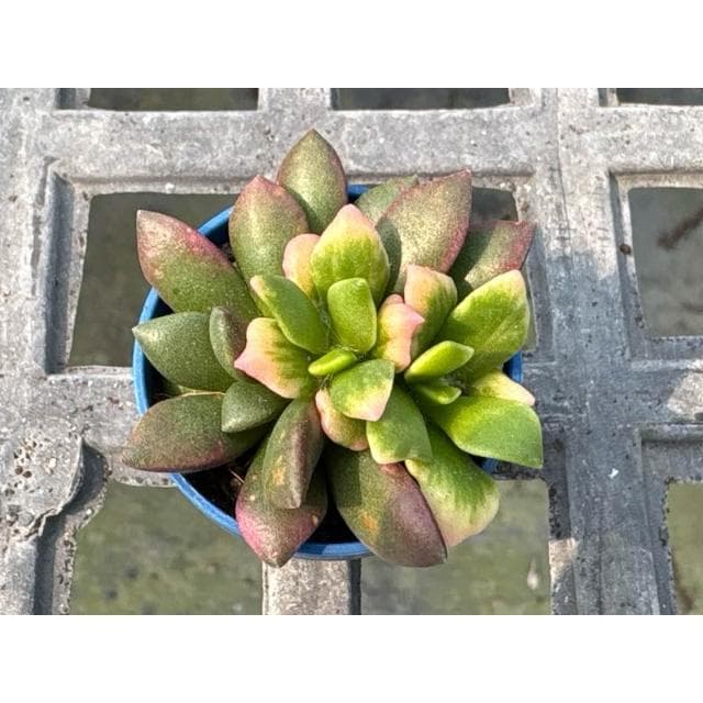 一吋盆 櫻吹雪 多肉植物 現貨