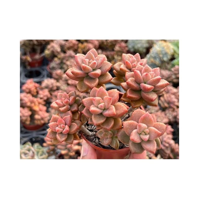 三寸盆 姬朧月 多肉植物 現貨