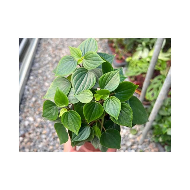 三吋盆 心葉椒草 觀葉 多肉植物 現貨