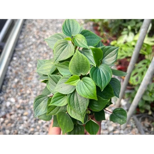 三吋盆 心葉椒草 觀葉 多肉植物 現貨