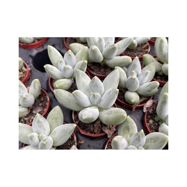 一寸盆 白千代田之松 多肉植物 現貨