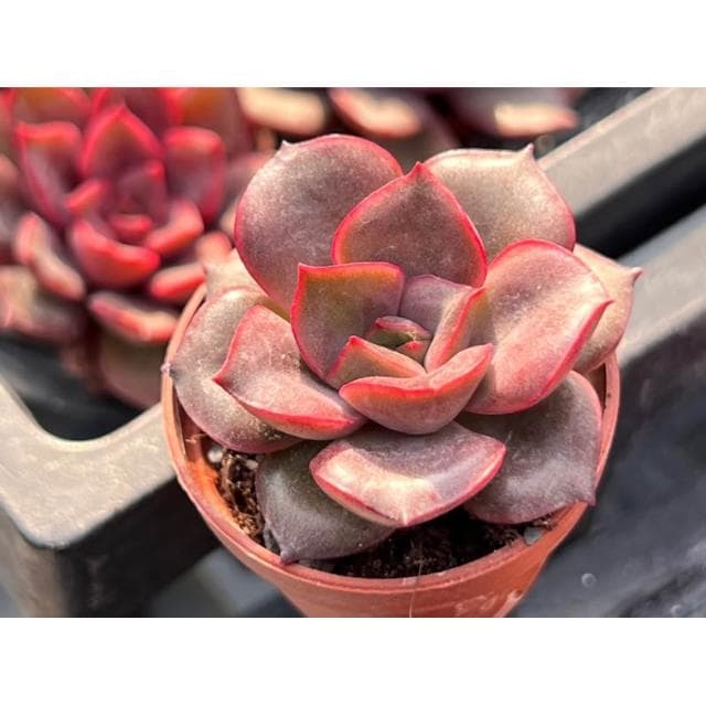 一寸盆 海拉 多肉植物 現貨
