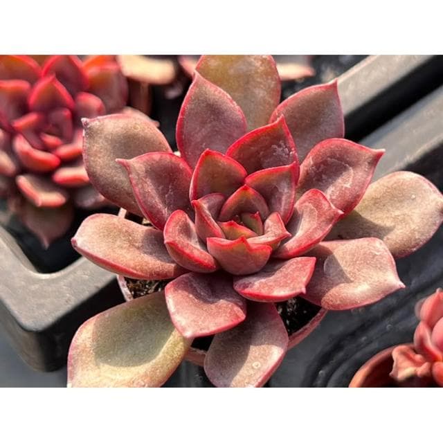 一寸盆 海拉 多肉植物 現貨