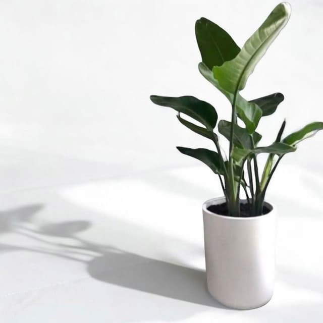 玠森工坊 天堂鳥(開幕盆栽 推薦觀葉植物 水泥盆)