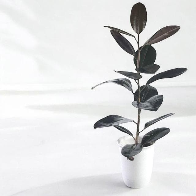 玠森工坊 黑金剛橡膠樹(大型觀葉植物 室內佈置 療癒系開運植栽)