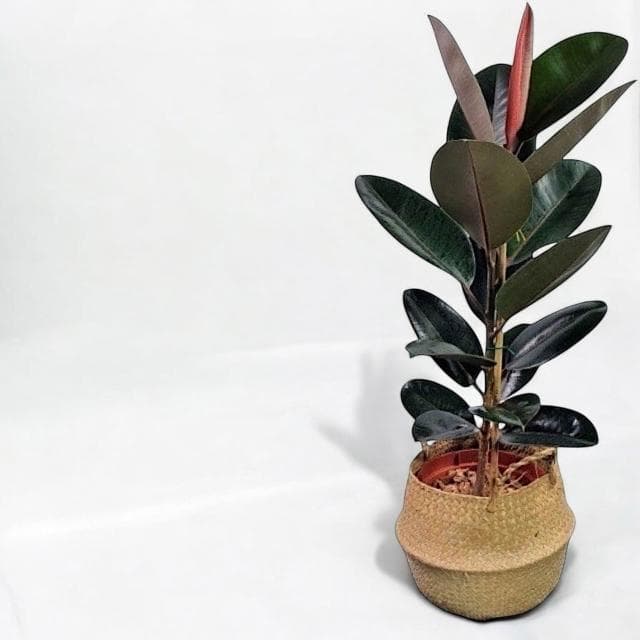 玠森工坊 黑金剛橡膠樹(大型觀葉植物 室內佈置 療癒系開運植栽)