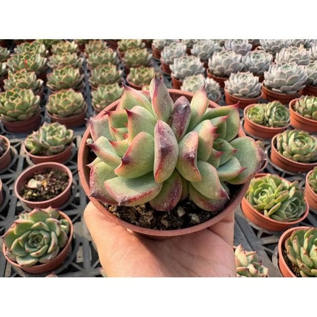 三寸盆 拉糖 多肉植物 現貨