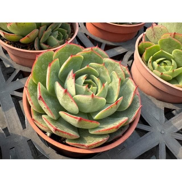三寸盆 魔火 多肉植物 現貨