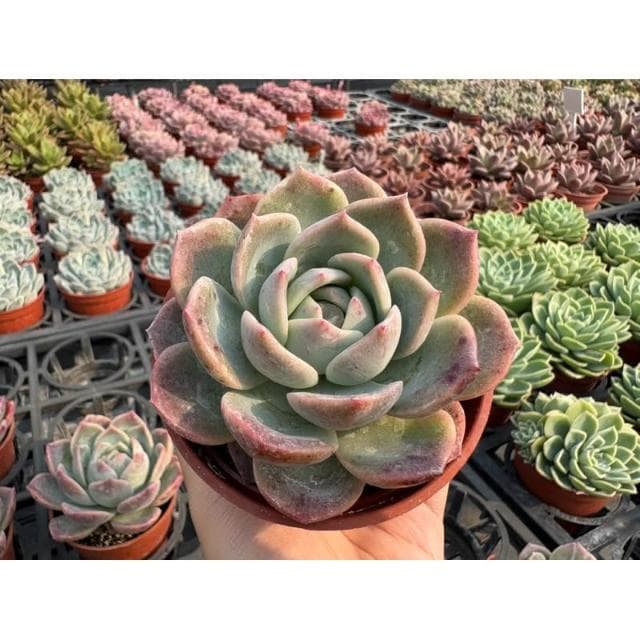 三吋盆 橘橙 多肉植物 現貨