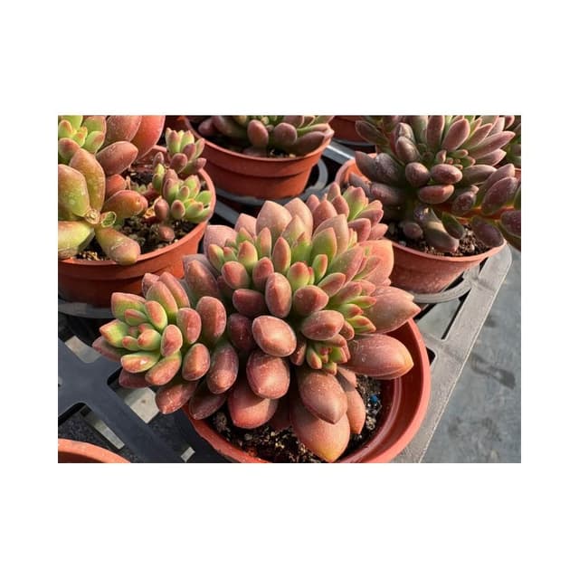 三吋盆 橘夢 多肉植物 現貨