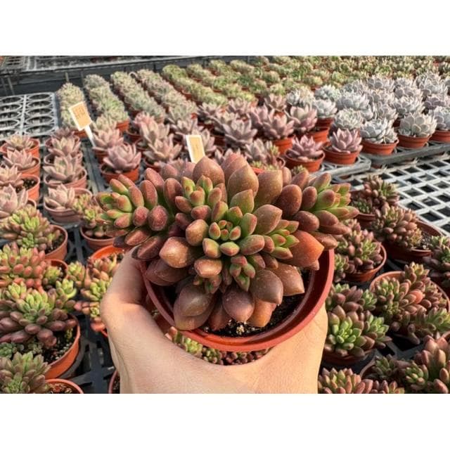 三吋盆 橘夢 多肉植物 現貨
