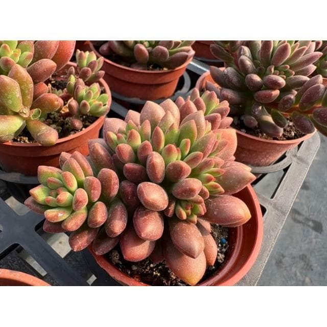 三吋盆 橘夢 多肉植物 現貨