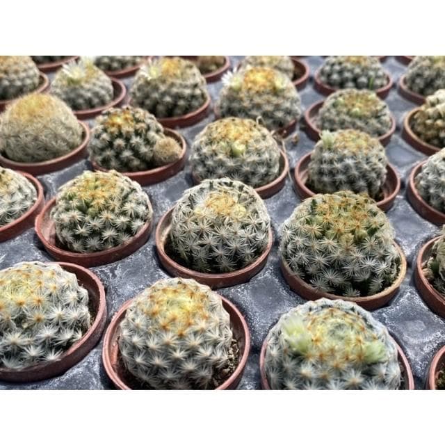 一吋盆 明星 多肉植物 現貨