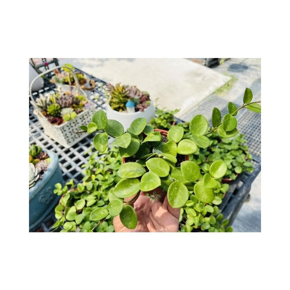 三寸盆 錢幣毬蘭 多肉植物 現貨