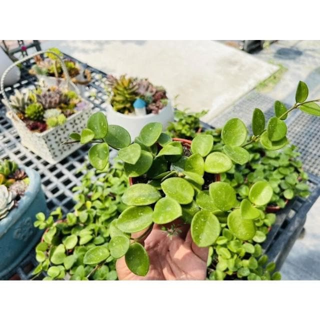 三寸盆 錢幣毬蘭 多肉植物 現貨