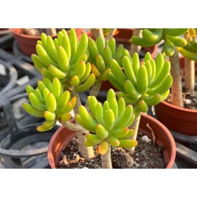 三寸盆 八千代 多肉植物 現貨