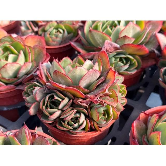 三寸盆 楊金 多肉植物 現貨