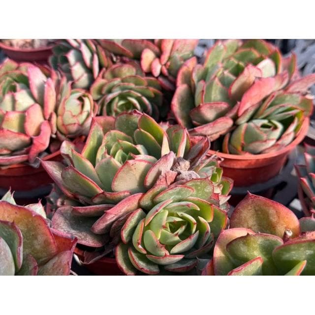 三寸盆 楊金 多肉植物 現貨