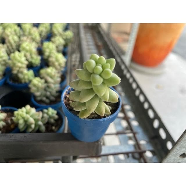 一寸盆 小玉串 多肉植物 現貨