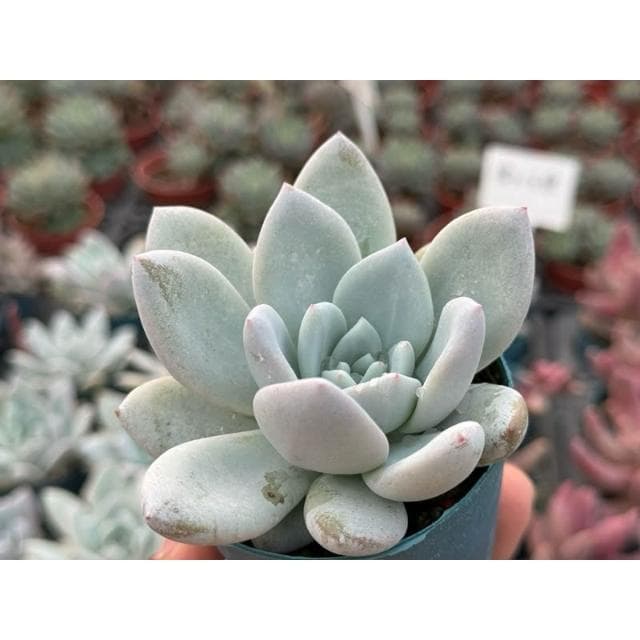 三寸盆 糖心天使 多肉植物 現貨