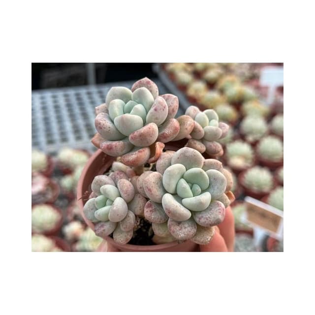 三寸盆 艾倫交雪蓮 多肉植物 現貨