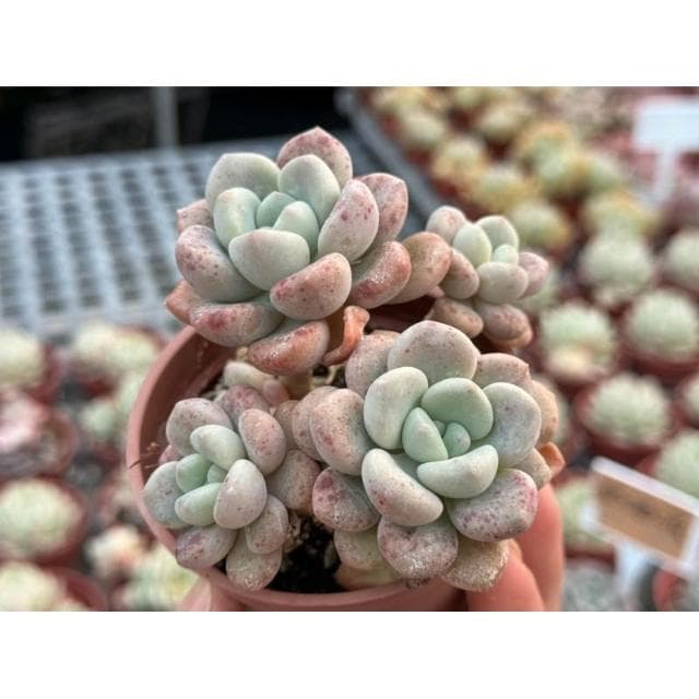 三寸盆 艾倫交雪蓮 多肉植物 現貨