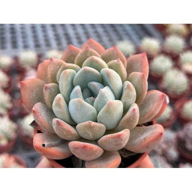 三吋盆 安東尼 多肉植物 現貨